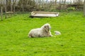 Sheep and her newborn lamb