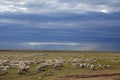 Sheep herd Royalty Free Stock Photo