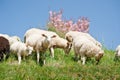 Sheep Herd Royalty Free Stock Photo