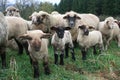 Sheep Herd Royalty Free Stock Photo