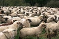 Sheep Herd Royalty Free Stock Photo