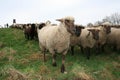 Sheep Herd Royalty Free Stock Photo