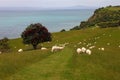 Sheep herd on beautiful green New Zealand meadow with Christmas tree Royalty Free Stock Photo