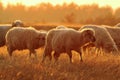 Sheep herd in beautiful orange dawn light Royalty Free Stock Photo