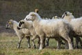 A sheep herd close up