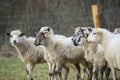 A sheep herd close up