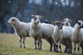 A sheep herd close up