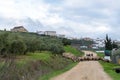 Sheep Herd in Countryside Royalty Free Stock Photo