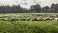 Sheep herd in the Dosenmoor