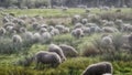 Sheep herd in the Dosenmoor