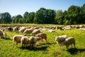 Sheep herd in the Dosenmoor