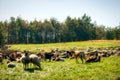 Sheep herd in the Dosenmoor