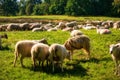 Sheep herd in the Dosenmoor