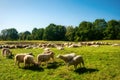 Sheep herd in the Dosenmoor