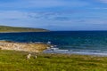 Sheep herd at the edge of the Barents Sea Royalty Free Stock Photo
