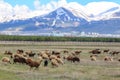 Sheep herd in Erzurum with palandoken mountain background