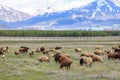 Sheep herd in Erzurum with palandoken mountain background