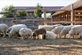 Sheep herd in Ferto-Hansag National Park, Hungary