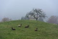 Sheep herd on a foggy hil Royalty Free Stock Photo