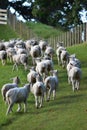 Sheep herd going away along wire fence Royalty Free Stock Photo