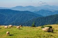 sheep herd on the grassy slopes and meadows