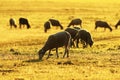 Sheep herd grazing in beautiful dawn light Royalty Free Stock Photo