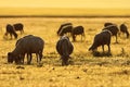 Sheep herd grazing in colorful sunset light Royalty Free Stock Photo