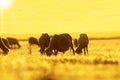 Sheep herd grazing at dawn Royalty Free Stock Photo