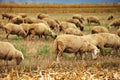 Sheep herd grazing on wheat stubble field