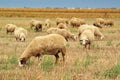 Sheep herd grazing on wheat stubble field Royalty Free Stock Photo