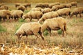 Sheep herd grazing on wheat stubble field Royalty Free Stock Photo