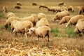 Sheep herd grazing on wheat stubble field