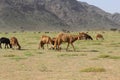 Elba protectorate Sheep herd grazing in the wide fields of Elba mountain Royalty Free Stock Photo