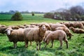 Sheep herd Royalty Free Stock Photo