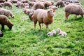 Sheep herd at green field