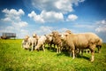 Sheep herd at green field