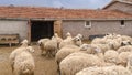 Sheep herd just in front of barn, Konya, Turkey