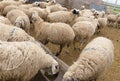 Sheep herd just in front of barn, Konya, Turkey