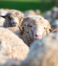 Sheep from herd looking at camera Royalty Free Stock Photo