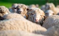 Sheep from herd looking at camera Royalty Free Stock Photo