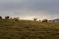Sheep herd in the mountain pasture in Zlatibor, Serbia. Countrysi Royalty Free Stock Photo