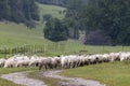 Sheep herd in National park Muranska Planina, Slovakia Royalty Free Stock Photo