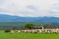 Sheep herd on pasture in mountain with birds flock