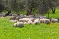 Sheep Herd Resting in the Olive Tree Shadow Royalty Free Stock Photo