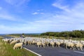 Sheep herd on a road