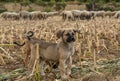 Sheep Herd, Shepherd and Shepherd Dogs