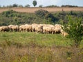 Sheep herd at Sona village Brasov county, Romania Royalty Free Stock Photo