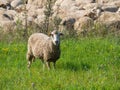 Sheep herd at Sona village Brasov county, Romania Royalty Free Stock Photo