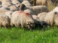 Sheep herd at Sona village Brasov county, Romania