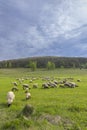 Sheep herd in Stiavnicke vrchy on Krupinska planina, Slovakia